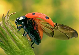 7-Spot LADYBIRD - on flower with open wings 7-Spot LADYBIRD - on flower with open wings