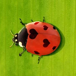 7-spot Ladybird with hearts instead of spots