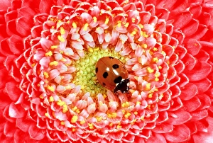 7-SPOT LADYBIRD - On Pink Flower 7-SPOT LADYBIRD - On Pink Flower