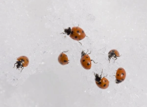 7-spot ladybirds gathered en masse in the snow at 2000 metres in the Middle Atlas Mountain 7-spot ladybirds gathered en masse in the snow at 2000 metres in the Middle Atlas Mountain