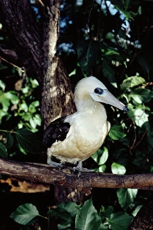 Images Dated 25th July 2006: Abbotts booby now breeds only on Christmas Island, Indian Ocean (Australia)
