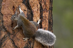 Abert's Squirrel / Tassel-eared squirrel - On side of old growth ponderosa pine tree Abert's Squirrel / Tassel-eared squirrel - On side of old growth ponderosa pine tree