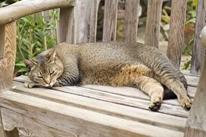 Images Dated 27th June 2007: Abyssinian Cat Sleeping on wooden garden bench in greenhouse Norfolk UK