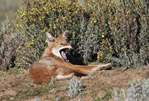 Images Dated 22nd December 2004: Abyssinian / Ethiopian Wolf / Simien Jackal / Simien Fox - yawning. Endangered