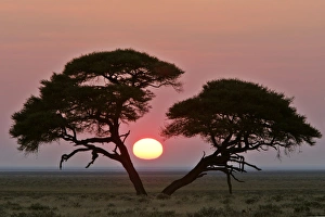 Acacia at sunrise magnicifent specimen of Umbrella Thorn in savannah Acacia at sunrise magnicifent specimen of Umbrella Thorn in savannah