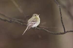 Acadian Flycatcher, Connecticut, USA in June Acadian Flycatcher, Connecticut, USA in June