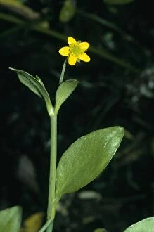 Images Dated 19th May 2004: Adder's Tongue Spearwort