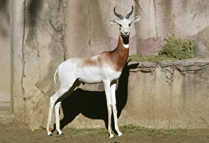 Addra / Dama / Red-shouldered / Red-necked GAZELLE Addra / Dama / Red-shouldered / Red-necked GAZELLE