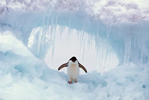 ADELIE PENGUIN - standing on ice, wings spread ADELIE PENGUIN - standing on ice, wings spread