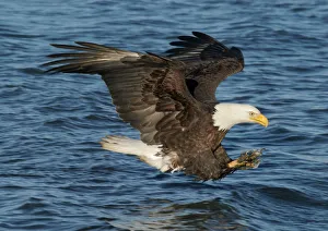 Adult Bald Eagle - fishing the waters of Homer Alaska Adult Bald Eagle - fishing the waters of Homer Alaska