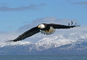 Regal Collection: Adult Bald Eagle in flight. Homer Alaska