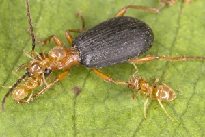 Adult Bombadier Beetle being attacked by yellow meadow ants (Lasius flavus) Adult Bombadier Beetle being attacked by yellow meadow ants (Lasius flavus)