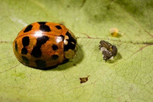 Adult Harlequin Ladybird with newly hatched larvae and eggs Adult Harlequin Ladybird with newly hatched larvae and eggs