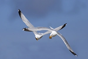 Adult Herring Gulls - fighting in flight over bread Adult Herring Gulls - fighting in flight over bread