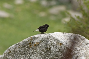 Adult Male Black Wheatear - On rock Adult Male Black Wheatear - On rock