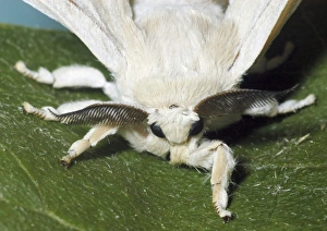 Adult male Silkmoth showing functionless wings and highly sensitive antennae Adult male Silkmoth showing functionless wings and highly sensitive antennae