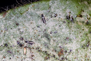 Adult thrips on leaf showing characteristic silvering of leaf surface due to their Adult thrips on leaf showing characteristic silvering of leaf surface due to their