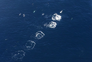 Aerial view of a pod of Dusky dolphins - one dolphin has made a series of leaps Aerial view of a pod of Dusky dolphins - one dolphin has made a series of leaps