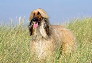 Afghan Hound (Hound, Dogs Domestic)