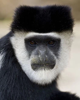 Africa. Kenya. A Black-and-White Colobus