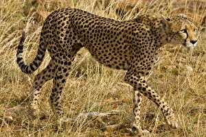 Africa. Kenya. Cheetah at Samburu NP