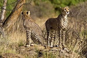 Africa. Kenya. Cheetahs at Samburu NP