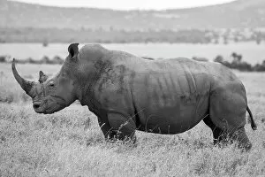 White Rhinoceros Gallery: Africa, Kenya, Laikipia Plateau, Ol Pejeta Conservancy