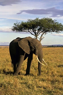 Africa, Kenya, Maasai Mara. An elehpant