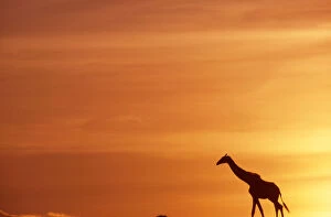 Images Dated 4th May 2009: Africa. Kenya. Masai Mara. Giraffe (Giraffa)