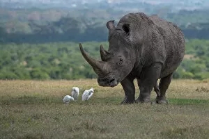 Protected Gallery: Africa, Kenya, Ol Pejeta. Southern white rhinoceros