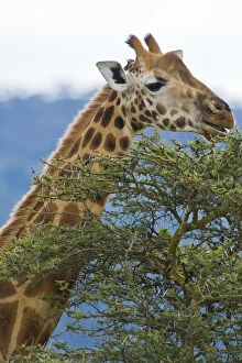 Africa. Kenya. Rothschilds Giraffe at Lake