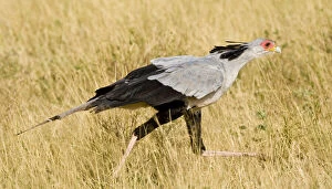 Africa. Kenya. Secretary Bird at Samburu