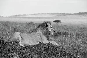 Panthera Gallery: Africa, Kenya, Serengeti, Msai Mara. Young male