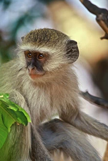 Images Dated 25th February 2011: Africa, Kenya, vervet monkey baby