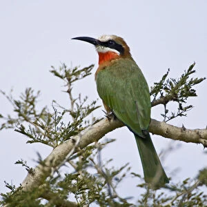 Africa. Kenya. White-fronted Bee Eater at