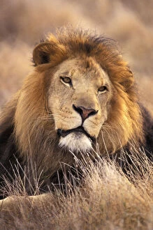 Images Dated 1st September 2009: Africa. Male African Lion (Panthera leo)
