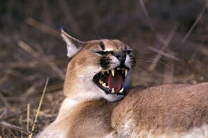 Images Dated 1st September 2009: Africa. Snarling Caracal (Felis caracal)