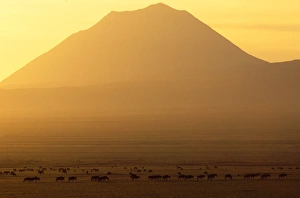 Africa - sunrise over Ol Doinyo Lengai Volcano sacred to Maasai, with wildebeest in foreground Africa - sunrise over Ol Doinyo Lengai Volcano sacred to Maasai, with wildebeest in foreground