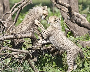 Acinonyx Gallery: Africa. Tanzania. Cheetah cubs playing at
