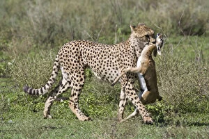 Serengeti Gallery: Africa. Tanzania. Cheetah mother with a