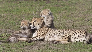 Serengeti Gallery: Africa. Tanzania. Cheetah mother and cubs
