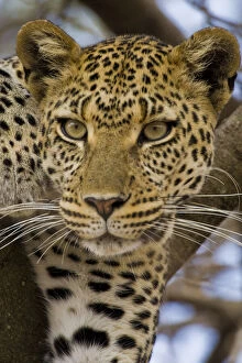 Africa. Tanzania. Leopard in tree at Serengeti