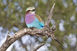 Africa. Tanzania. Lilac-breasted Roller