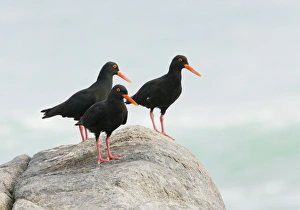 African Black Oystercatchers - group of 3 perched on rock African Black Oystercatchers - group of 3 perched on rock
