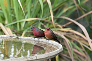 African / Blue-billed Firefinch - at birdbath African / Blue-billed Firefinch - at birdbath