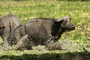 African Buffalo - in water with Yellow-billed Oxpecker African Buffalo - in water with Yellow-billed Oxpecker