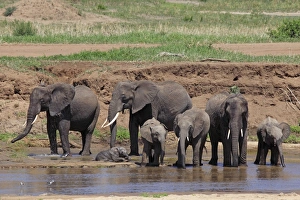 African Bush / African Savanna Elephant - herd drinking water African Bush / African Savanna Elephant - herd drinking water