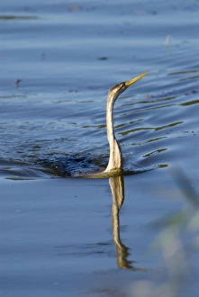 African Darter / Darter / Snakebird fishing in dam with body characteristically submerged African Darter / Darter / Snakebird fishing in dam with body characteristically submerged
