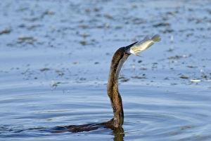 African Darter / Darter / Snakebird - swallowing recently caught tilapia fish African Darter / Darter / Snakebird - swallowing recently caught tilapia fish