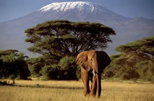 <b class=qtipBold><figcaption>African Elephant</figcaption></b><br>LA-2136 African Elephant Mount Kilimanjaro Loxodonta africana Jean Michel Labat Please note that prints are for personal display purposes only and may not be reproduced in any way.<br><em>© J. M. Labat / ardea.com</em> African Elephant
